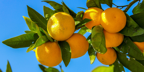 BERBA MANDARINA NA NERETVI – 17. – 19.10.2025.