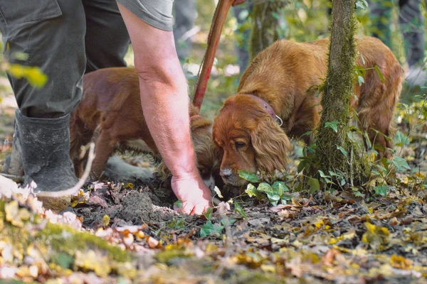 ISTRA - PUTEVIMA TARTUFA I TERANINA - 1 dan autobusom