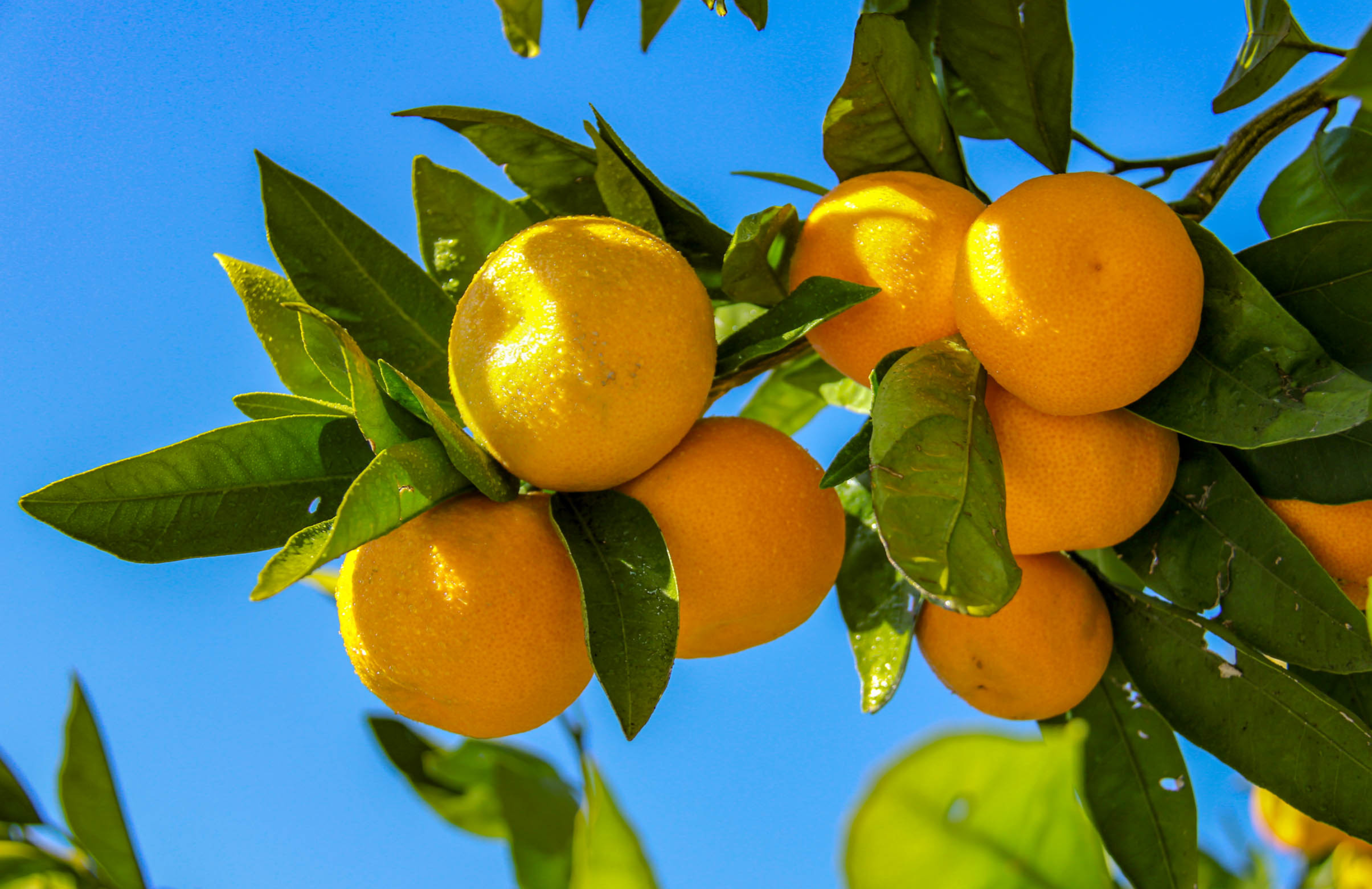 BERBA MANDARINA NA NERETVI – 17. – 19.10.2025.